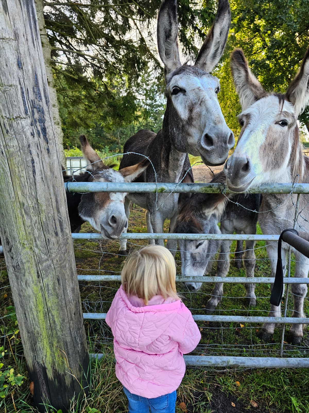 Butzelkinder Kindertagespflege Esel