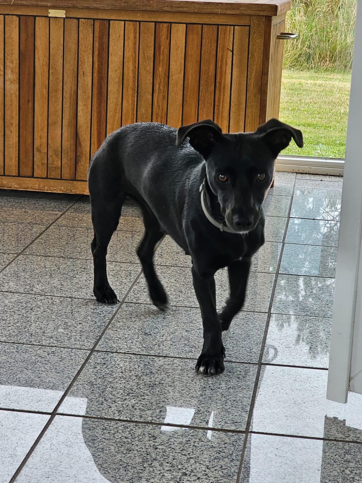 Butzelkinder Kindertagespflege Hund 2